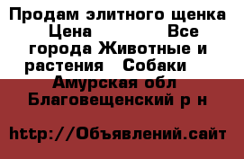 Продам элитного щенка › Цена ­ 30 000 - Все города Животные и растения » Собаки   . Амурская обл.,Благовещенский р-н